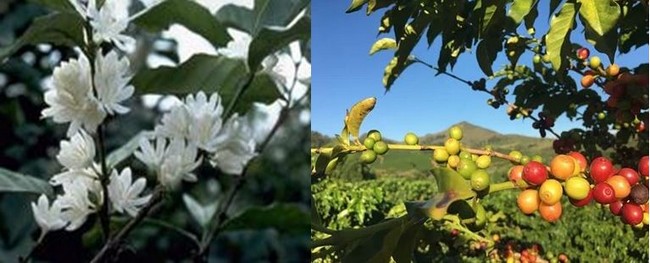 Culture de café en Martinique, l'un des premiers lieux d'implantation de la culture aux Amériques. - Le café en fleur avant de devenir des graines @ Cirad Culture de café en Martinique, l'un des premiers lieux d'implantation de la culture aux Amériques. - Le café en fleur avant de devenir des graines @ Cirad