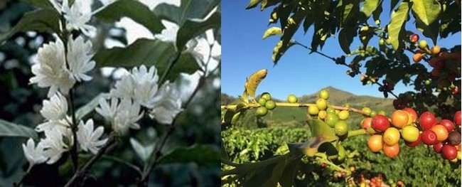 Culture de café en Martinique, l'un des premiers lieux d'implantation de la culture aux Amériques. - Le café en fleur  avant de devenir des graines   @ Cirad