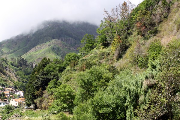 Madère  et ses reliefs accidentés. Les champs agricoles, avec leurs « poios » caractéristiques (cultures en terrasses) qui sont irrigués grâce aux « levadas », sont en général situés à la limite inférieure de la Laurifère ou de la forêt exotique.@ David Raynal