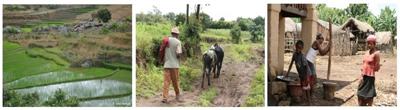 1/ Champ de culture de riz dans la région d'Ampéfy . 2/ Un paysan malgache ouvre la route de la randonnée. 3/ Famille autour du pilage du riz. (Photos L.D.)