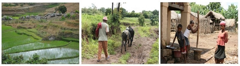 1/ Champ de culture de riz dans la région d'Ampéfy . 2/ Un paysan malgache ouvre la route de la randonnée. 3/ Famille autour du pilage du riz. (Photos L.D.) 1/ Champ de culture de riz dans la région d'Ampéfy . 2/ Un paysan malgache ouvre la route de la randonnée. 3/ Famille autour du pilage du riz. (Photos L.D.)