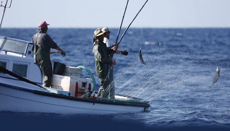 Pêcheurs de thon à la canne. Pêche responsable et raisonnée. @ Fish4Ever