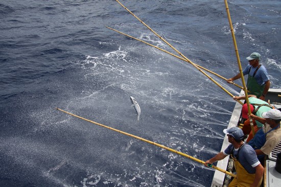 Pëcheurs à la canne, une pêche raisonnée et durable. @ Fish4Ever Pëcheurs à la canne, une pêche raisonnée et durable. @ Fish4Ever