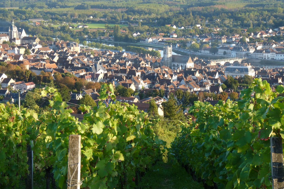 Vue des vignes de Côte Saint-Jean @ Tourisme Joigny Jovinien