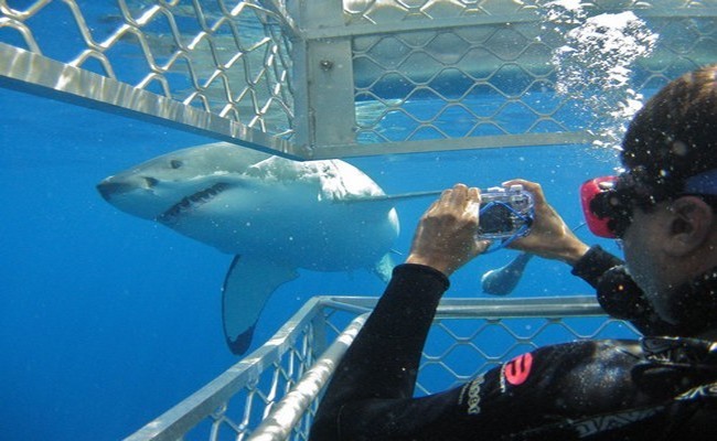 A la rencontre du requin blanc organisée par l'opérateur local Calypso Star, à deux heures de bateau de Port Lincoln (South Australia) et à 40 minutes d'avion d'Adélaide ©Patrick Cros A la rencontre du requin blanc organisée par l'opérateur local Calypso Star, à deux heures de bateau de Port Lincoln (South Australia) et à 40 minutes d'avion d'Adélaide ©Patrick Cros