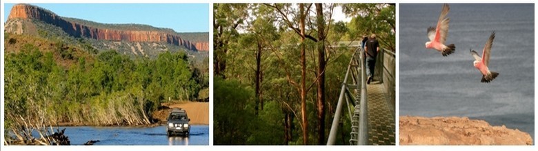 1/ Craig Haslam, dit Hassie, l'un des pionniers du tourisme d'Adélaide à Perth ©Patrick Cros2/ Marche sur la canopée d'eucalyptus géants ©Patrick Cros  3/ Cacatoès d'Australie en plein vol ©Patrick Cros