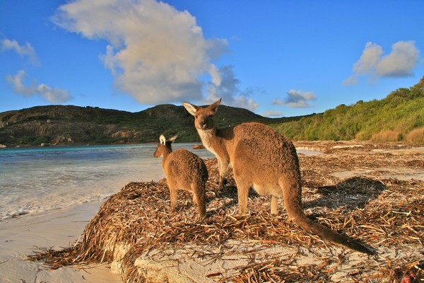Kangourous sur la plage d'Esperance ©Patrick Cros