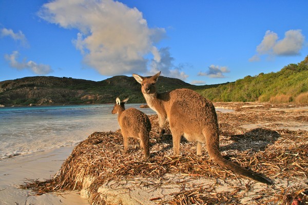 Kangourous sur la plage d'Esperance ©Patrick Cros Kangourous sur la plage d'Esperance ©Patrick Cros