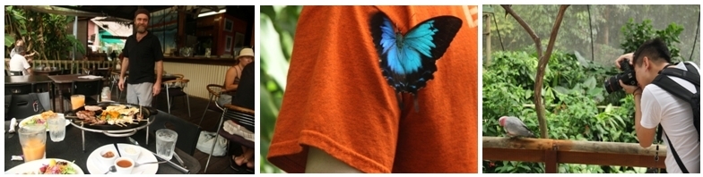 1/La terrasse du restaurant  Frogs à Kuranda ©Patrick Cros 2 et 3/Oiseaux et papillons de la région à découvrir à Kuranda dans d'immenses volières ©Patrick Cros 1/La terrasse du restaurant  Frogs à Kuranda ©Patrick Cros 2 et 3/Oiseaux et papillons de la région à découvrir à Kuranda dans d'immenses volières ©Patrick Cros