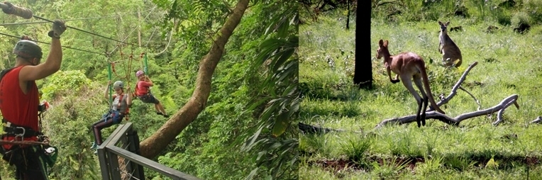 En direct d’Australie : Surf sur la canopée et plongée dans la plus vieille forêt du monde ! 	