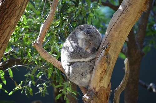 Zoo de Taronga, Sydney - Une nuit en immersion totale dans le monde animal. @ DR Zoo de Taronga, Sydney - Une nuit en immersion totale dans le monde animal. @ DR