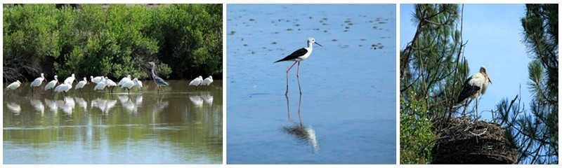 La réserve du Teich accueille toute l’année les migrateurs. Echasses, spatules, hérons , cigognes… (photos DR)