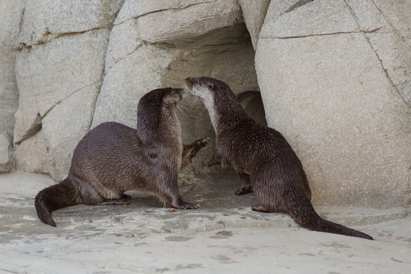 Le sentier des loutres complète un parc dont l'ambition est de raconter l’histoire naturelle des océans "vue par les scientifiques et expliquée au grand public" ©Océanopolis