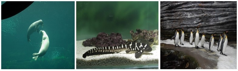 1/ Les phoques du pavillon tempéré 2/ Naissance d'un requin zèbre, le 20 juin 2013, dans le pavillon tropical d'Océanopolis 3/ Les manchots du pavillon polaire ©Océanopolis 1/ Les phoques du pavillon tempéré 2/ Naissance d'un requin zèbre, le 20 juin 2013, dans le pavillon tropical d'Océanopolis 3/ Les manchots du pavillon polaire ©Océanopolis