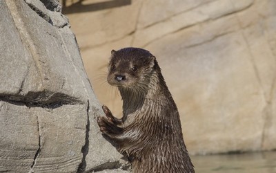  Des loutres pour Océanopolis !