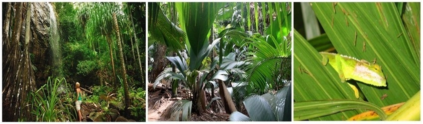 Située à 45 km au nord de Mahé, Praslin offre à ses visiteurs une nature sauvage et préservée à l’image de sa fameuse réserve naturelle de la Vallée de Mai classée depuis 1983 au Patrimoine mondial de l’Unesco. (Photos David Raynal)