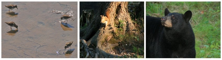 Colonie de sternes d' Amérique du nord, écureuils et  rencontre avec des ours noirs dans la forêt d'Acadieville ©Patrick Cros