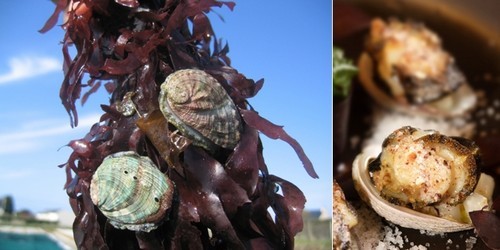 de gauche à droite : Les ormeaux sont des vrais brouteurs d'algues;  Recette d'ormeaux poélés au blé noir par Olivier Bellin, auberge des Glazicks.  (photos DR)