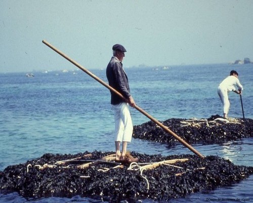 Une récolte traditionnelle à marée haute (photo DR)