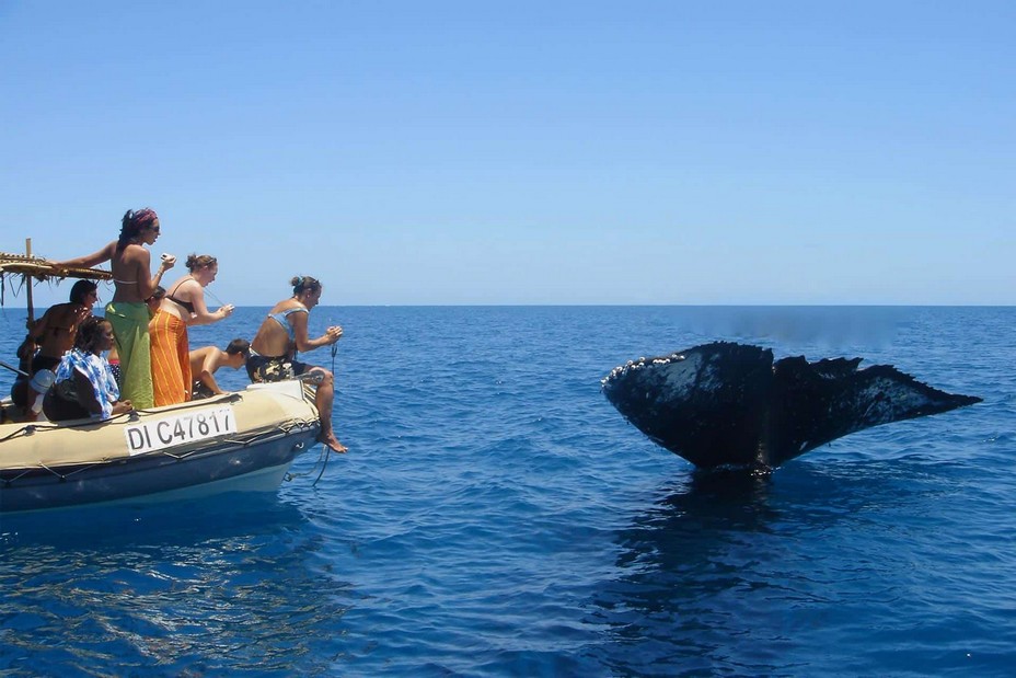 A Mayotte les sites de plongée sont principalement situés dans les passes, ces couloirs naturels bordés par le corail qui permettent aux navires de pénétrer et de sortir du lagon. Observer les poissons et mammifères marins (baleines, dauphins, requins, raies-manta) avec l'agence Mayotte-Découverte @ Mayotte-Découverte.