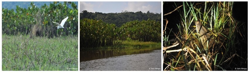 Carnet de voyage en Guyane, deuxième étape : « La réserve naturelle de Kaw-Roura » 
