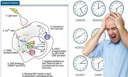Schéma du mécanisme déclencheur de la fatigue du jet lag (photo DR) Schéma du mécanisme déclencheur de la fatigue du jet lag (photo DR)