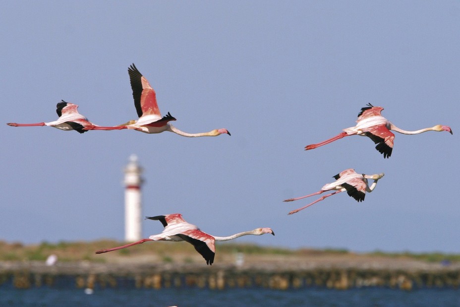 Une multitude d'oiseaux séjournent sans le delta, certains à l'année d'autres ne faisant que passer. Ici des flamants roses @ Mariano Cebolla