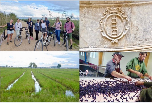 1/ Balade à vélo dans les rizières avec Riu a l'Ebre @ C.Gary.. Des rizières à perte de vue @ C.Gary et  Tri des raisins après les vendanges à la cave Perinet @C.Gary