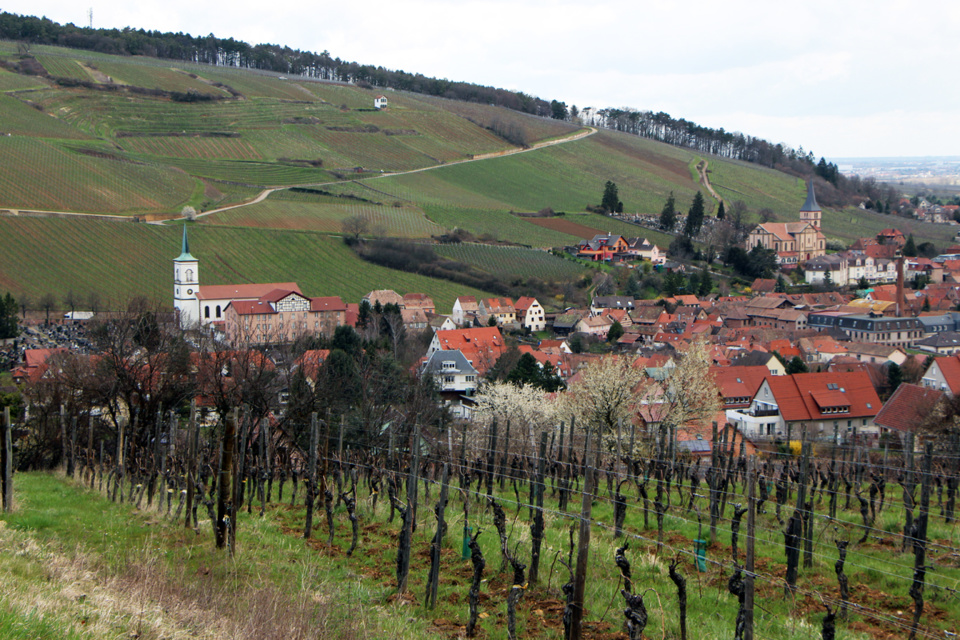 Dans un écrin de vignes, sur le flanc sud d'une colline du centre Alsace, à 210 m d'altitude, la région de Mittelbergheim est traversée par la Route des Vins. (Crédit photo David Raynal).