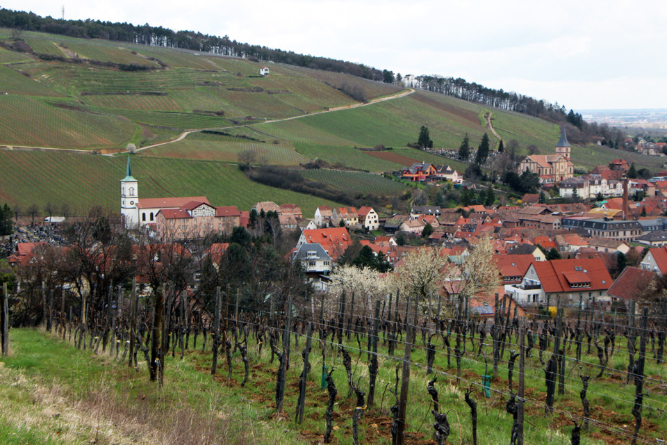 Dans un écrin de vignes, sur le flanc sud d'une colline du centre Alsace, à 210 m d'altitude, la région de Mittelbergheim est traversée par la Route des Vins. (Crédit photo David Raynal). Dans un écrin de vignes, sur le flanc sud d'une colline du centre Alsace, à 210 m d'altitude, la région de Mittelbergheim est traversée par la Route des Vins. (Crédit photo David Raynal).
