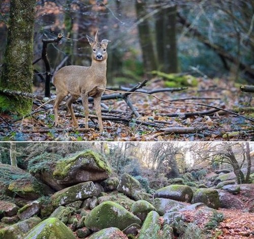Photo extraite du livre Connexion Sauvage" @ Vincent Rannou et forêt du Huelgoat (29) @David Raynal Photo extraite du livre Connexion Sauvage" @ Vincent Rannou et forêt du Huelgoat (29) @David Raynal