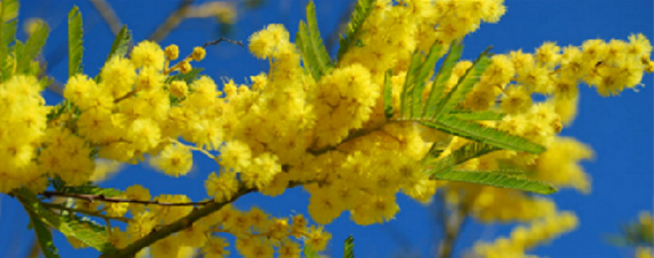 Jusqu’à fin février aventurez-vous sur les hauteurs de son quartier Capitou dans les senteurs des fleurs d’acacia originaires d’Australie. @ DR