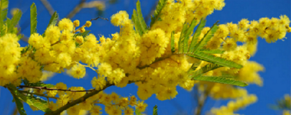 Jusqu’à fin février aventurez-vous sur les hauteurs de son quartier Capitou dans les senteurs des fleurs d’acacia originaires d’Australie. @ DR Jusqu’à fin février aventurez-vous sur les hauteurs de son quartier Capitou dans les senteurs des fleurs d’acacia originaires d’Australie. @ DR