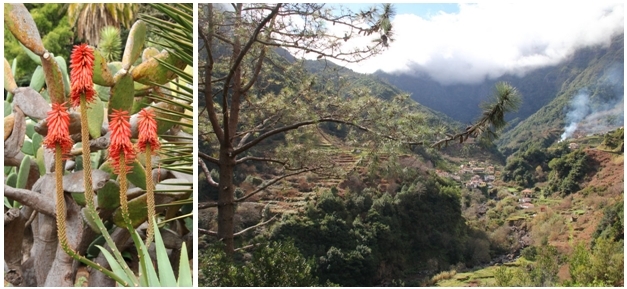 De gauche à droite : Jardin botanique de Funchal; Même en hiver la nature à Madère est luxuriante (Crédit photos André Degon)