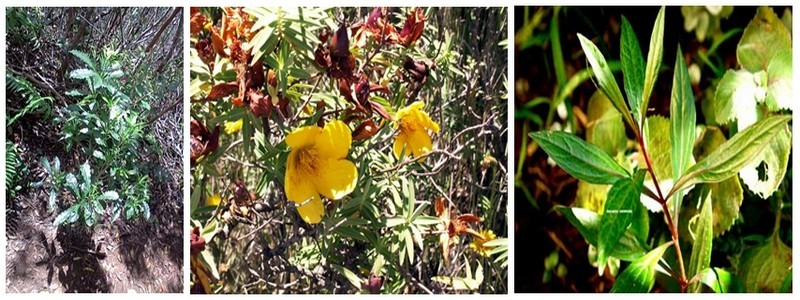 L’utilisation des plantes médicinales est bien ancrée dans la tradition réunionnaise. Le bois de joli cœur, le faham, le bois fleur jaune, l’ayapana, l’ambaville… (Crédit Photos DR)