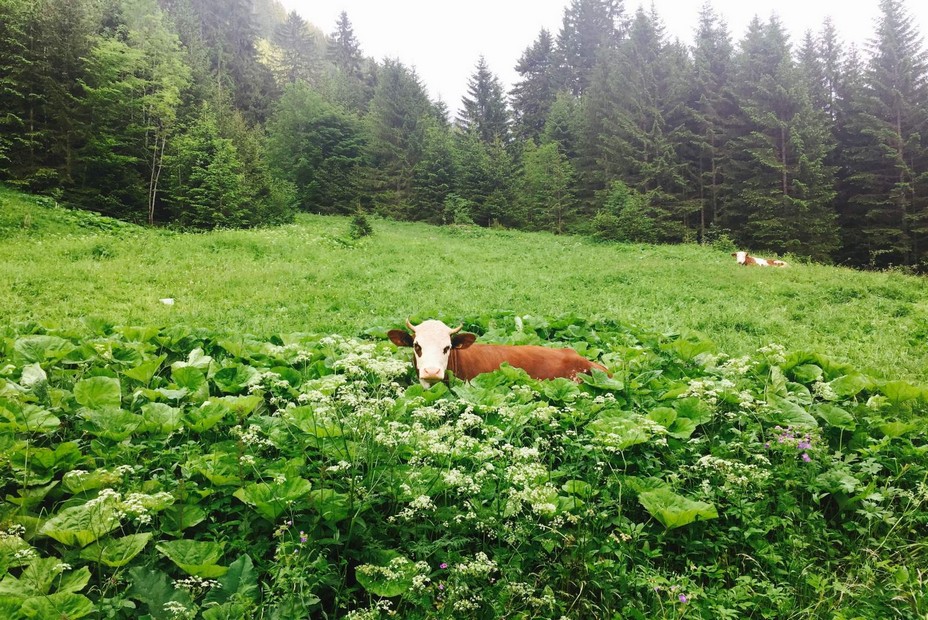 Pour ce fromage d'excellence le choix de vaches bien adaptées au climat et à la vallée d’Abondance. @ DR