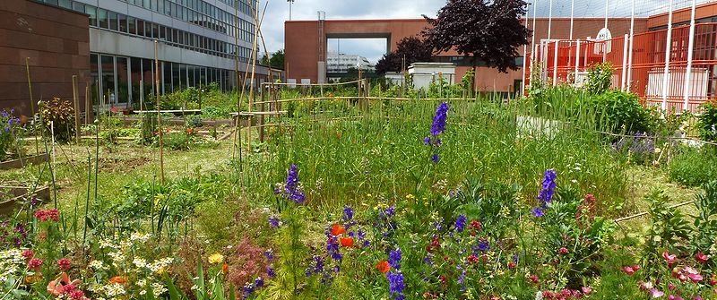 Les jardins partagés de la Dalle Hannah Arendt à Montreuil en Seine-Saint-Denis (C.Photo DR)