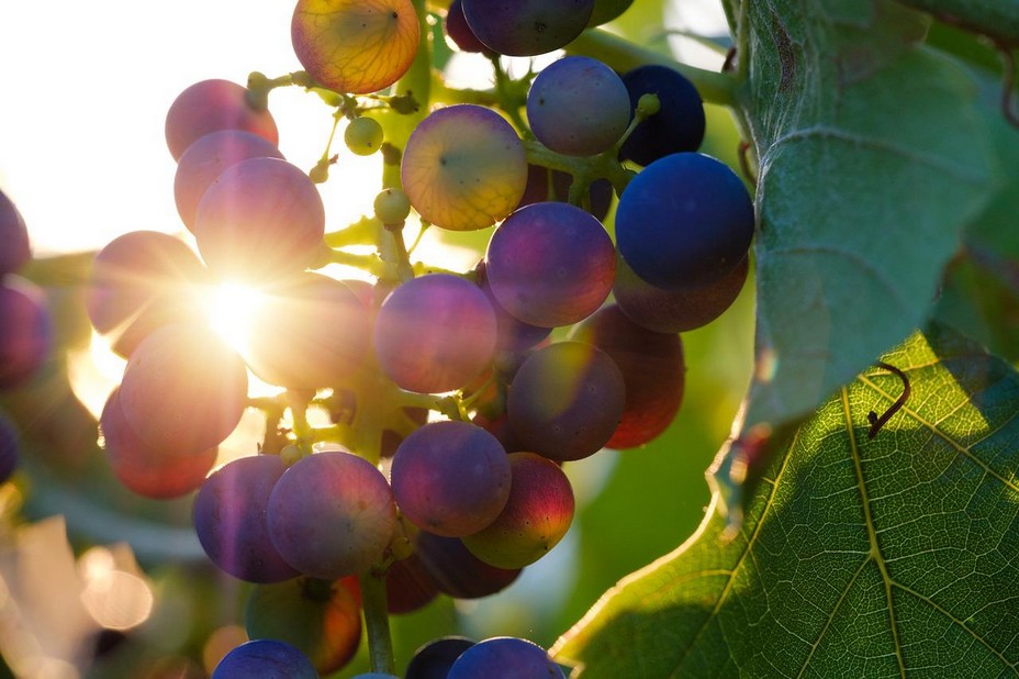 Paroles de Vignerons des terroirs Sud de la France @Pixabay/lindigomag Paroles de Vignerons des terroirs Sud de la France @Pixabay/lindigomag