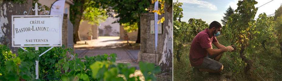 AOC SAUTERNES - Michel Garat – Vigneron Propriétaire @ DR AOC SAUTERNES - Michel Garat – Vigneron Propriétaire @ DR