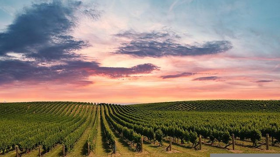 Paroles de Vignerons des terroirs Sud de la France 