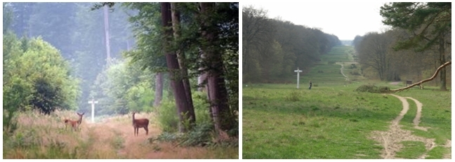 De gauche à droite : la forêt domaniale de Compiègne avant l' abattage des arbres; La magnifique avenue des Beaux Monts telle que l'a découverte l'impératrice Marie-Louise d'Autriche  et telle qu'elle est aujourd'hui. On aperçoit très au lointain la façade du château (Crédit photo DR)