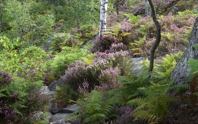 Bruyère en forêt (Crédit Photo DR) Bruyère en forêt (Crédit Photo DR)