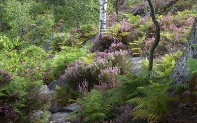 Bruyère en forêt (Crédit Photo DR)