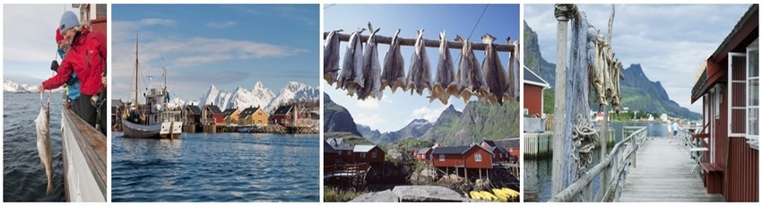 Aujourd’hui encore, les captures de skrei se font à la ligne, au chalut de fond ou au chalut pélagique, à des heures précises, selon des volumes autorisés et rapidement avant que le poisson ne regagne l’océan (Crédit photo Tourism Norway).