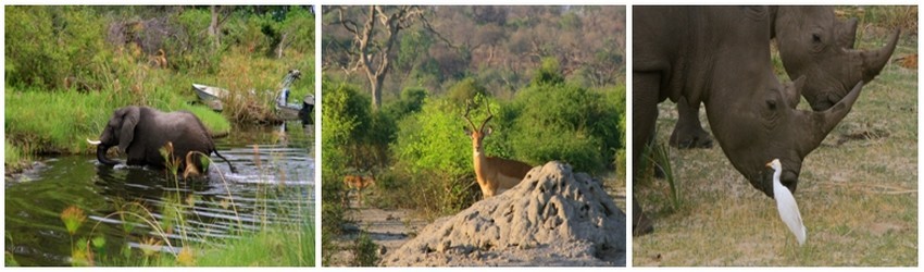 Dans les camps et lodges éparpillés dans les zones sauvages du pays, la nature prend alors une autre dimension.Au coeur de l'Okavango, on se laisse bercer par le souffle du vent dans les papyrus, le clapotis d'une antilope, ou - plus inquiétant ! - le souffle des hippopotames et le grognement lointain d'un lion (Crédit photos Patrick Cros) Dans les camps et lodges éparpillés dans les zones sauvages du pays, la nature prend alors une autre dimension.Au coeur de l'Okavango, on se laisse bercer par le souffle du vent dans les papyrus, le clapotis d'une antilope, ou - plus inquiétant ! - le souffle des hippopotames et le grognement lointain d'un lion (Crédit photos Patrick Cros)