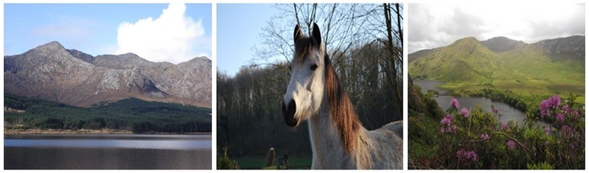 Tous les ans, Clifden, la capitale du Connemara accueille le Connemara Pony Show, le plus grand rassemblement du monde de poneys; 1ère photo à gauche les célèbres Twelve Bens ou Twelve Pins, ensemble de douze montagnes  réputées pour la randonnée et l’escalade. (Crédit Photos André Degon)