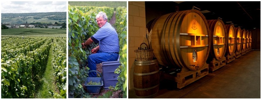 De gauche à droite : Les vignobles du champagne de Telmont ( ©DR); Un vendangeur en plein ouvrage(© Greg Oxley) ; Les foudreries  du champagne de Telmont (© DR)