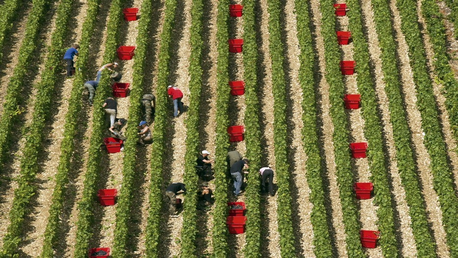 Vendanges dans le petit village Des Riceys (© Michel Jolyot) Vendanges dans le petit village Des Riceys (© Michel Jolyot)