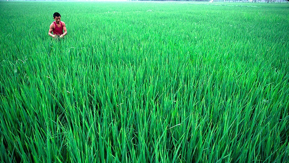 Culture du Riz en Chine (Crédit photo DR) Culture du Riz en Chine (Crédit photo DR)