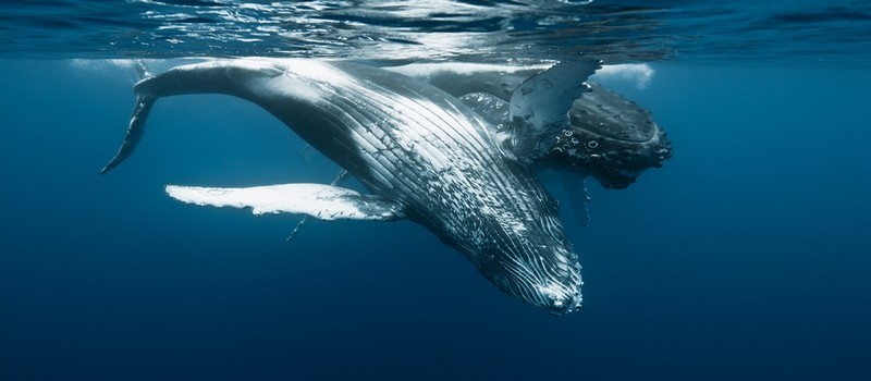 Arrivées tout droit de l’Antarctique, les grands mammifères marins profitent à la Réunion, après un voyage de plus de 8000 km des meilleures conditions climatiques possibles pour la venue au monde de leurs baleineaux. (Crédit photo IRT C.Lamblin)